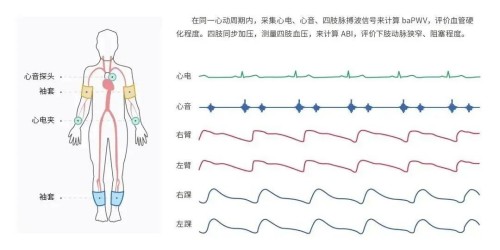 监测部位